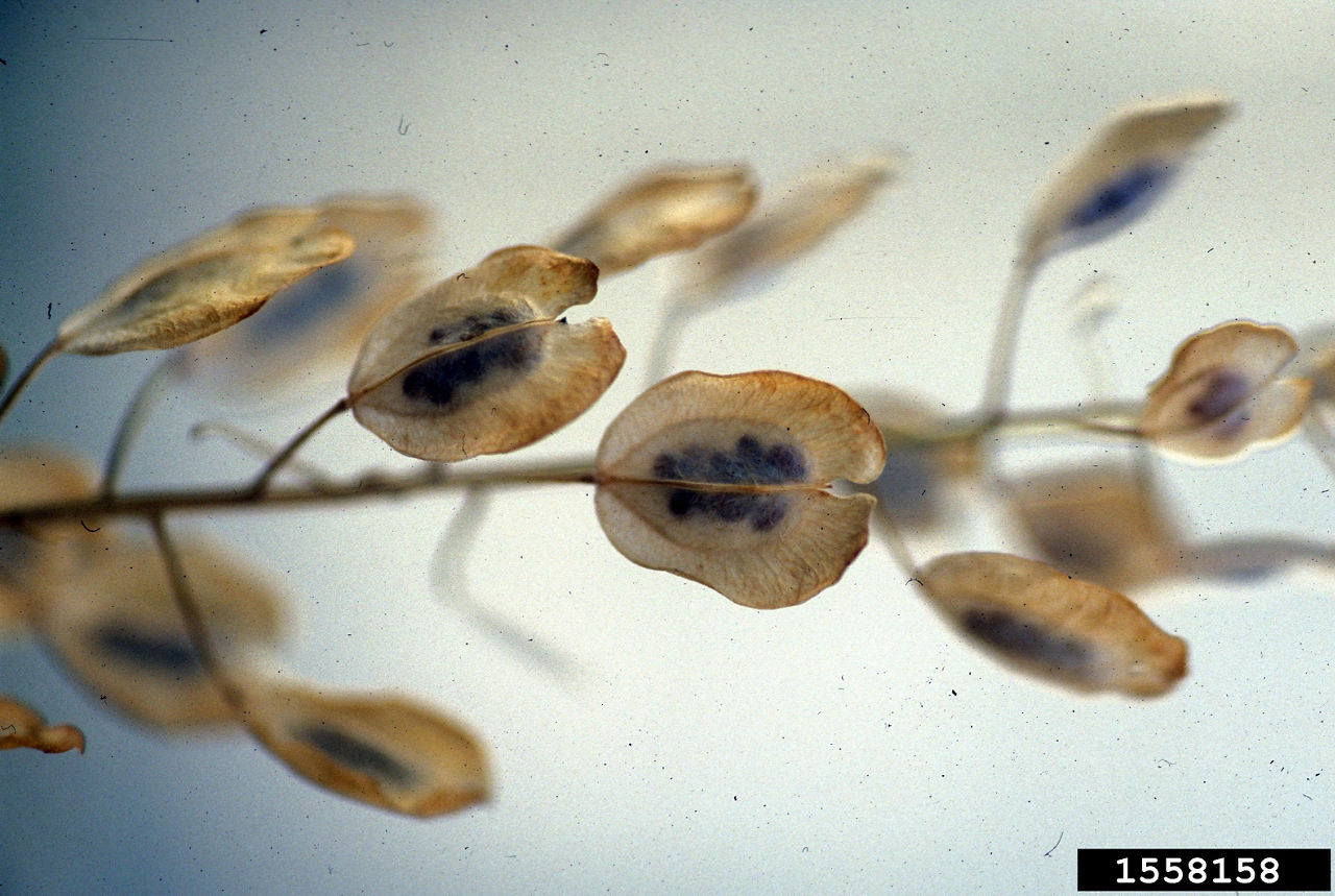 Field pennycress seedpods